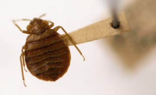 How can businesses meet health and safety requirements during the outbreak of bed bugs?