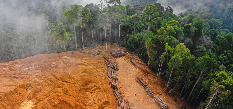 UK moves forward on deforestation compliance as the EU takes as step back