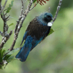 New Zealand’s Crimes Amendment Bill is a major step in the fight against modern slavery